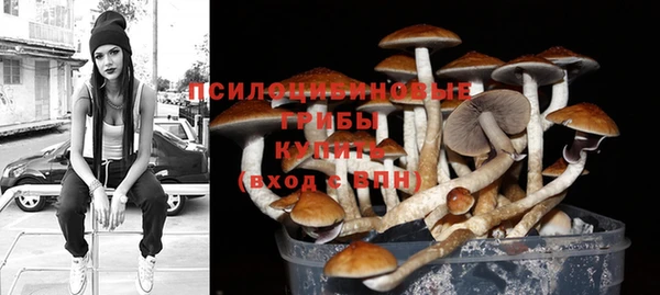 стаф Аркадак